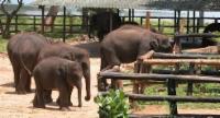 New Elephant Transit Home to Be Established